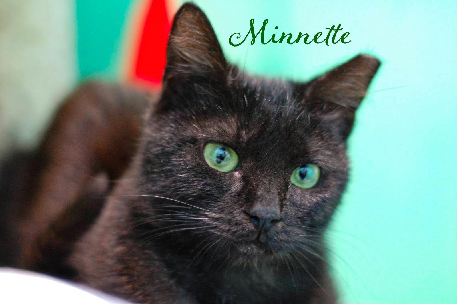 Enlarge Minnette, a Adoptable Domestic Short Hair in Flint Hill, VA image 2/3