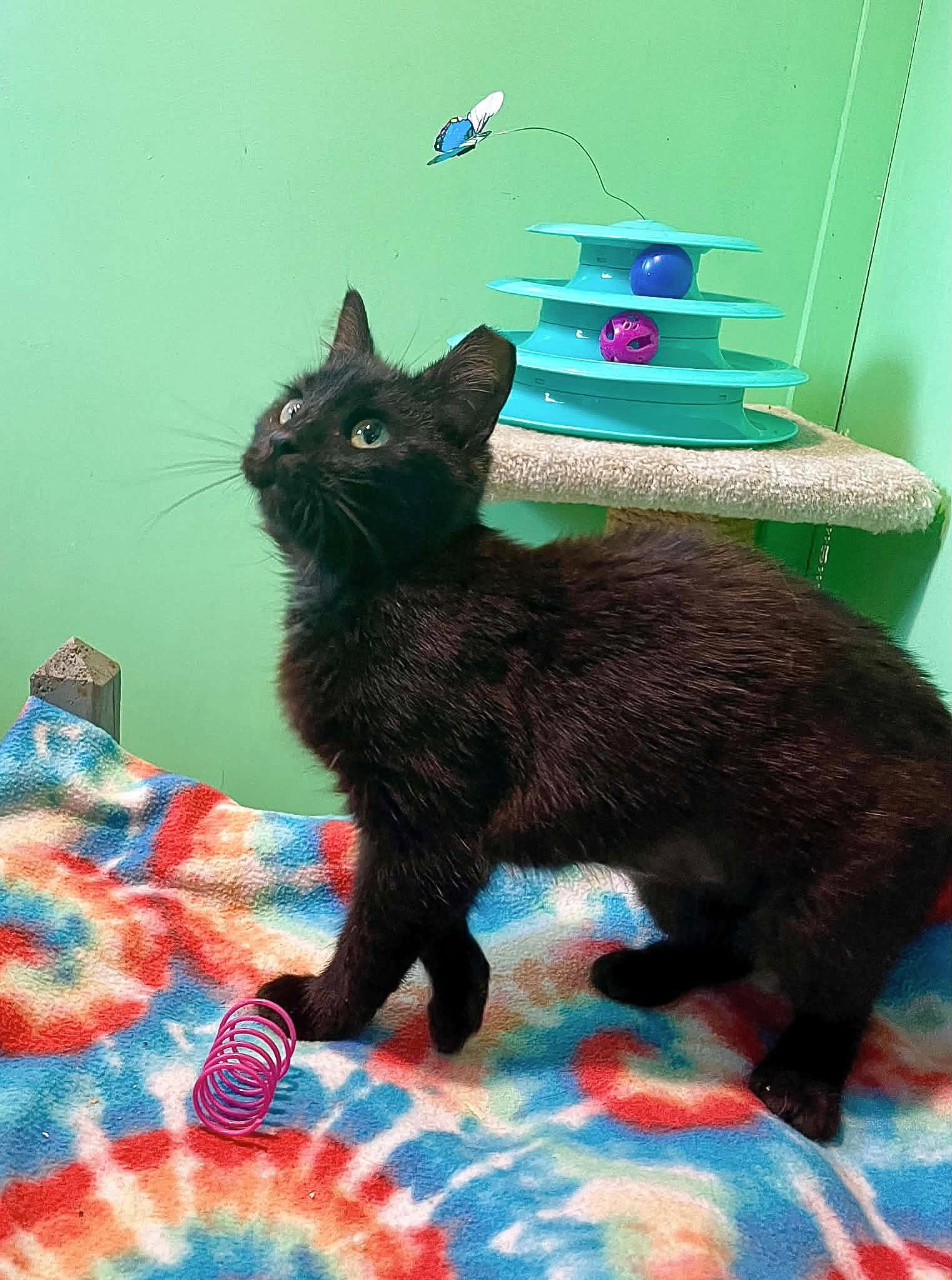 Enlarge Minnette, a Adoptable Domestic Short Hair in Flint Hill, VA image 3/3