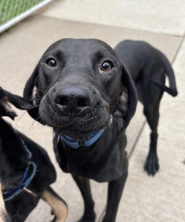 Vamp, Adoptable, Young Male Hound.