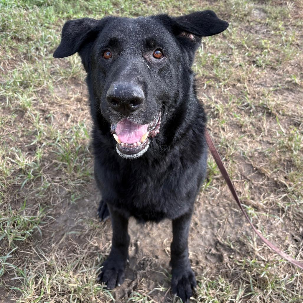 Ronny, Adoptable, Senior Male Black Labrador Retriever & Shepherd.