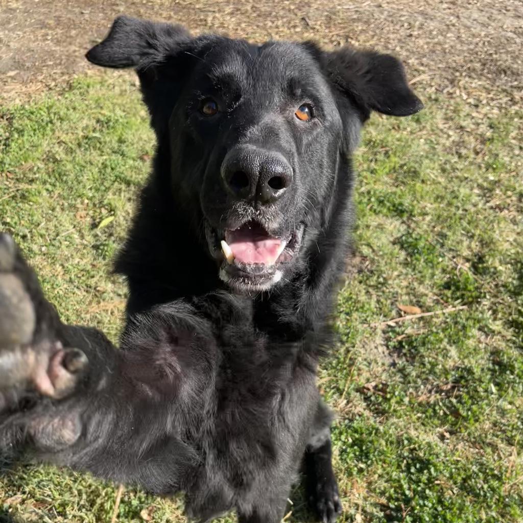 Enlarge Ronny, a Adoptable mixed breed in San Jacinto, CA image 3/5