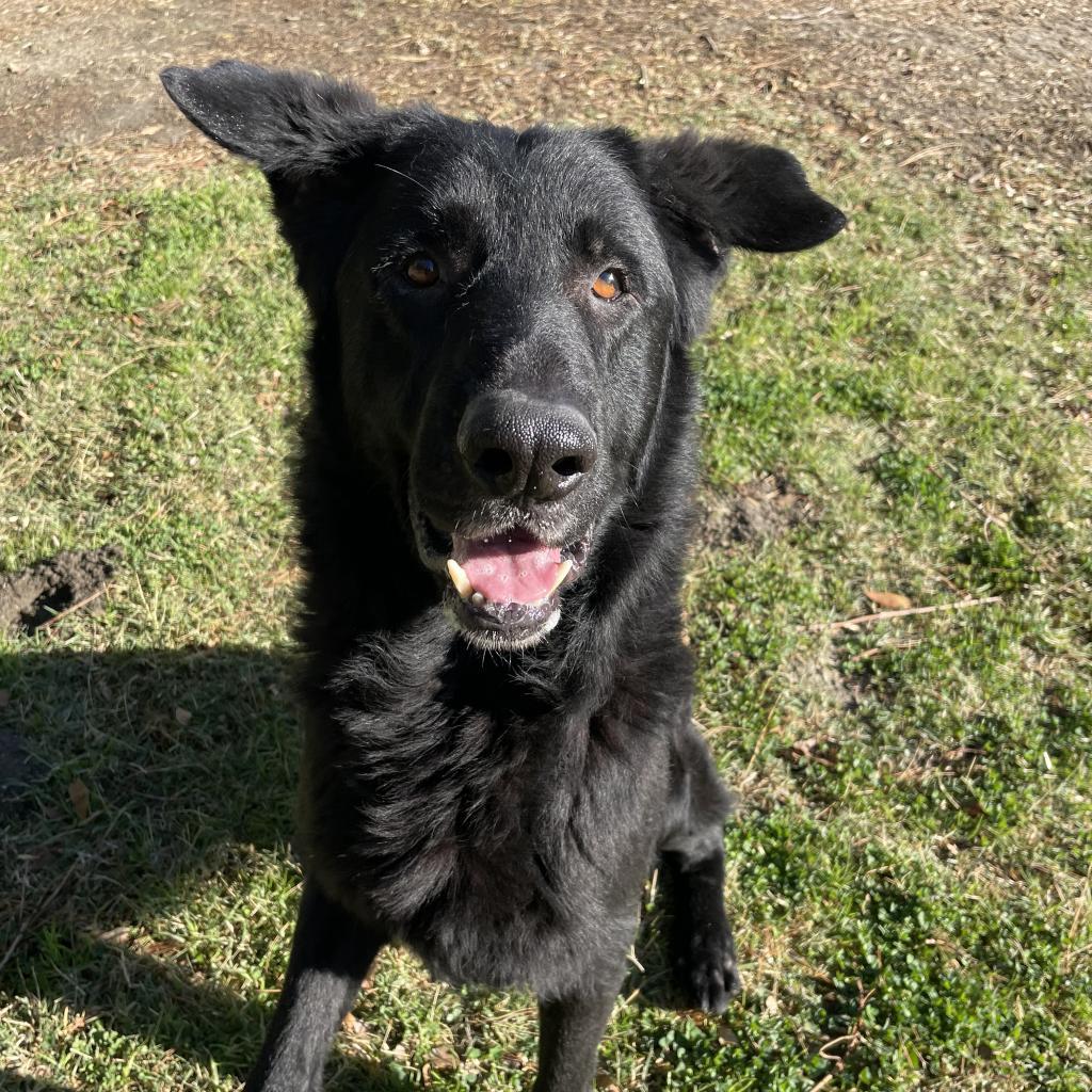 Enlarge Ronny, a Adoptable mixed breed in San Jacinto, CA image 4/5