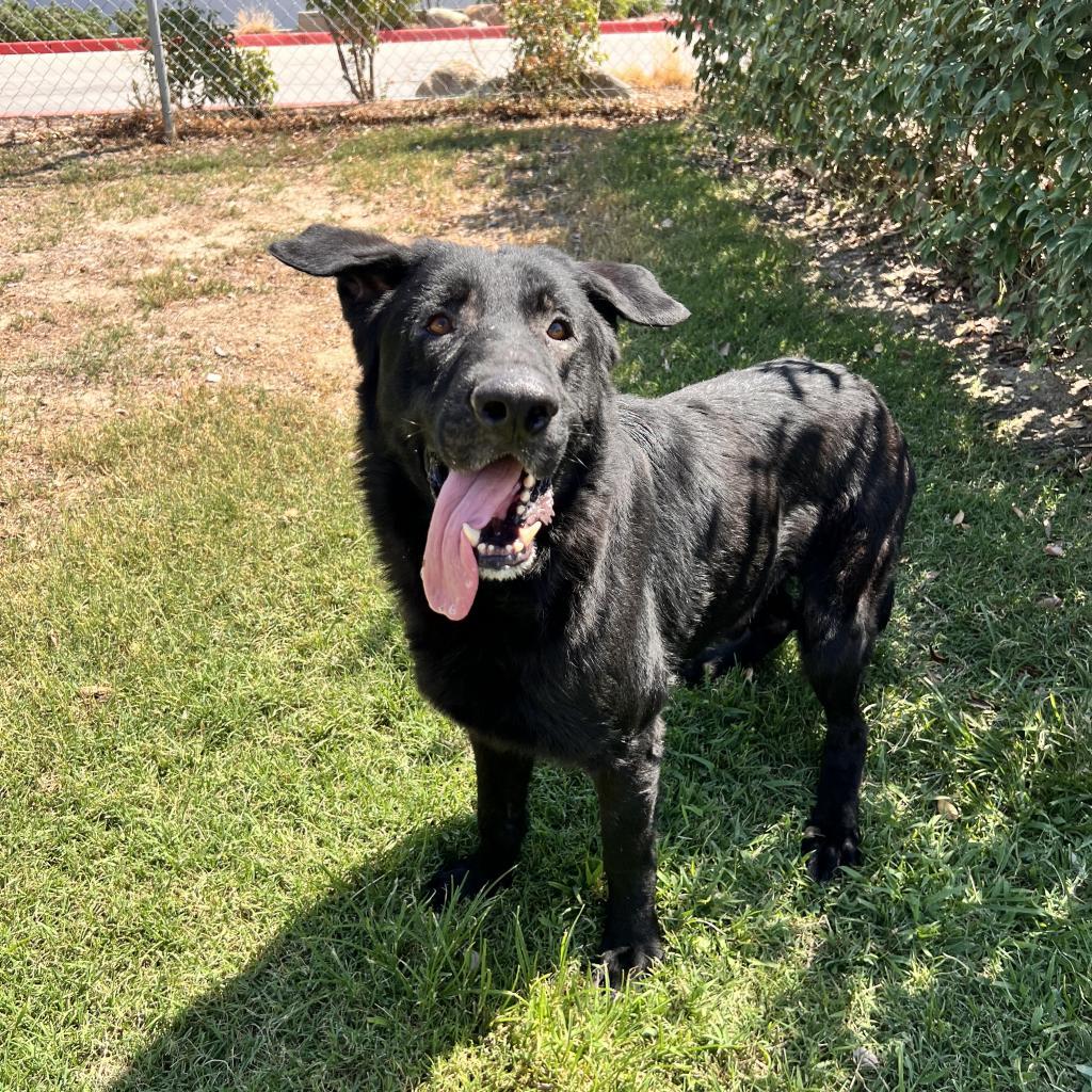 Enlarge Ronny, a Adoptable mixed breed in San Jacinto, CA image 5/5