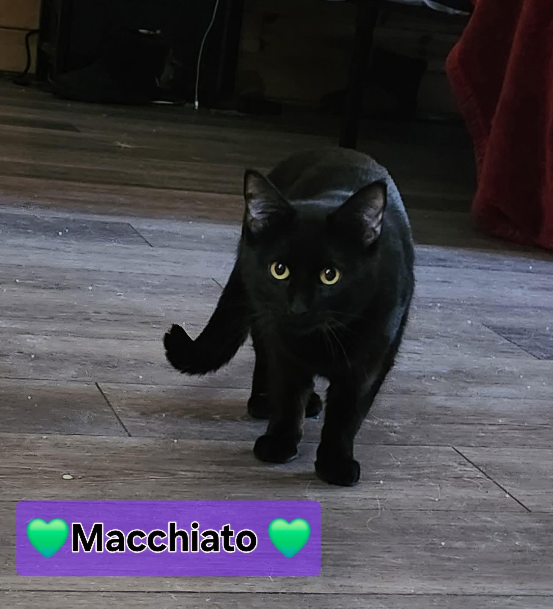 Macchiato, Adoptable, Young Female Domestic Short Hair.