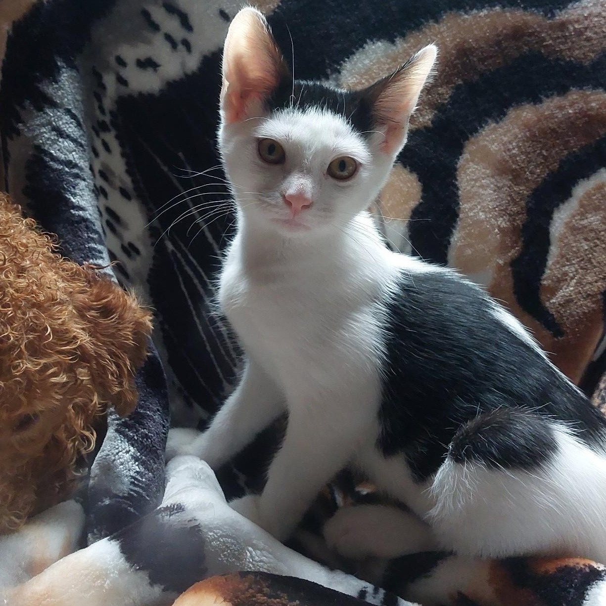 Enlarge Velma, an adopted Domestic Short Hair in Fort Oglethorpe, GA image 5/6