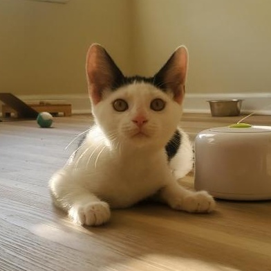 Enlarge Velma, an adopted Domestic Short Hair in Fort Oglethorpe, GA image 6/6