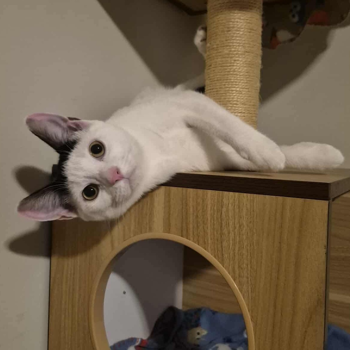 Velma, adopted, Kitten Female Domestic Short Hair.