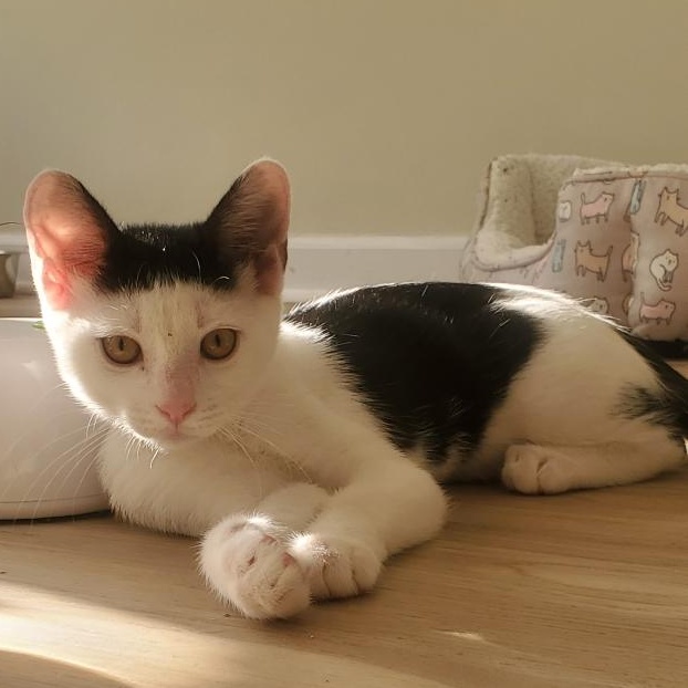 Enlarge Velma, an adopted Domestic Short Hair in Fort Oglethorpe, GA image 4/6