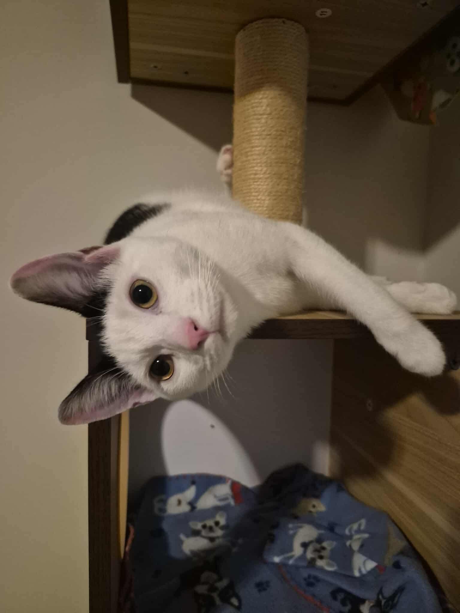 Enlarge Velma, an adopted Domestic Short Hair in Fort Oglethorpe, GA image 2/6