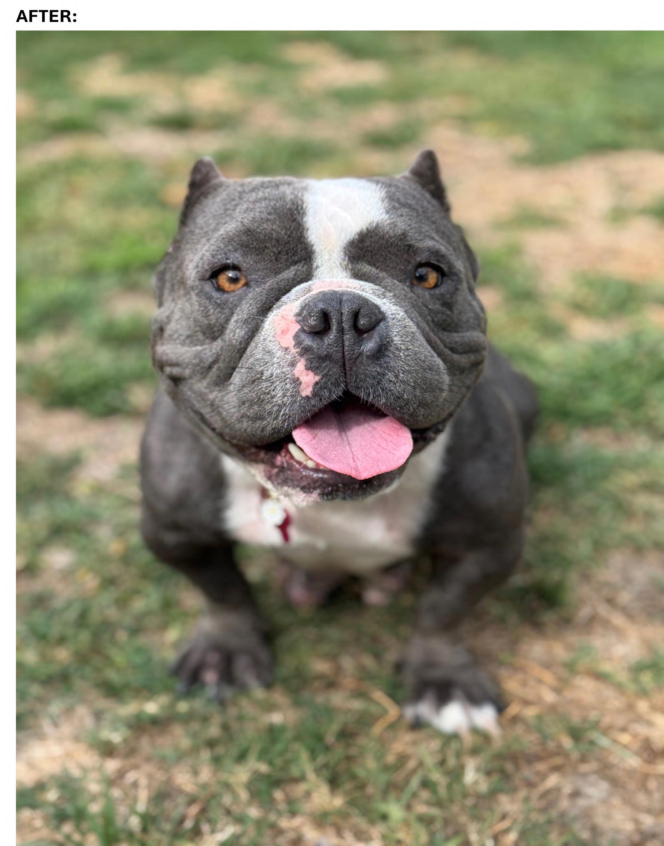 Gypsy-ADOPT Me, a ADOPTABLE American Bully in Redondo Beach, CA image 2/6