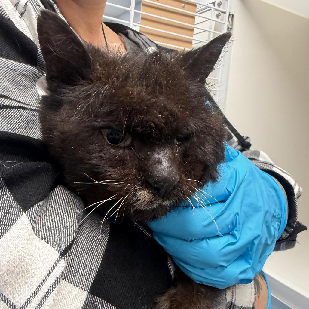 Enlarge Mouse, a Adoptable Domestic Short Hair in Watertown, NY image 1/3