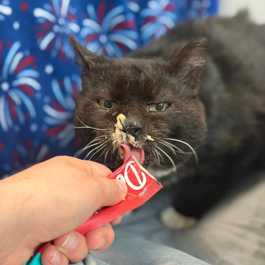 Enlarge Mouse, a Adoptable Domestic Short Hair in Watertown, NY image 2/4