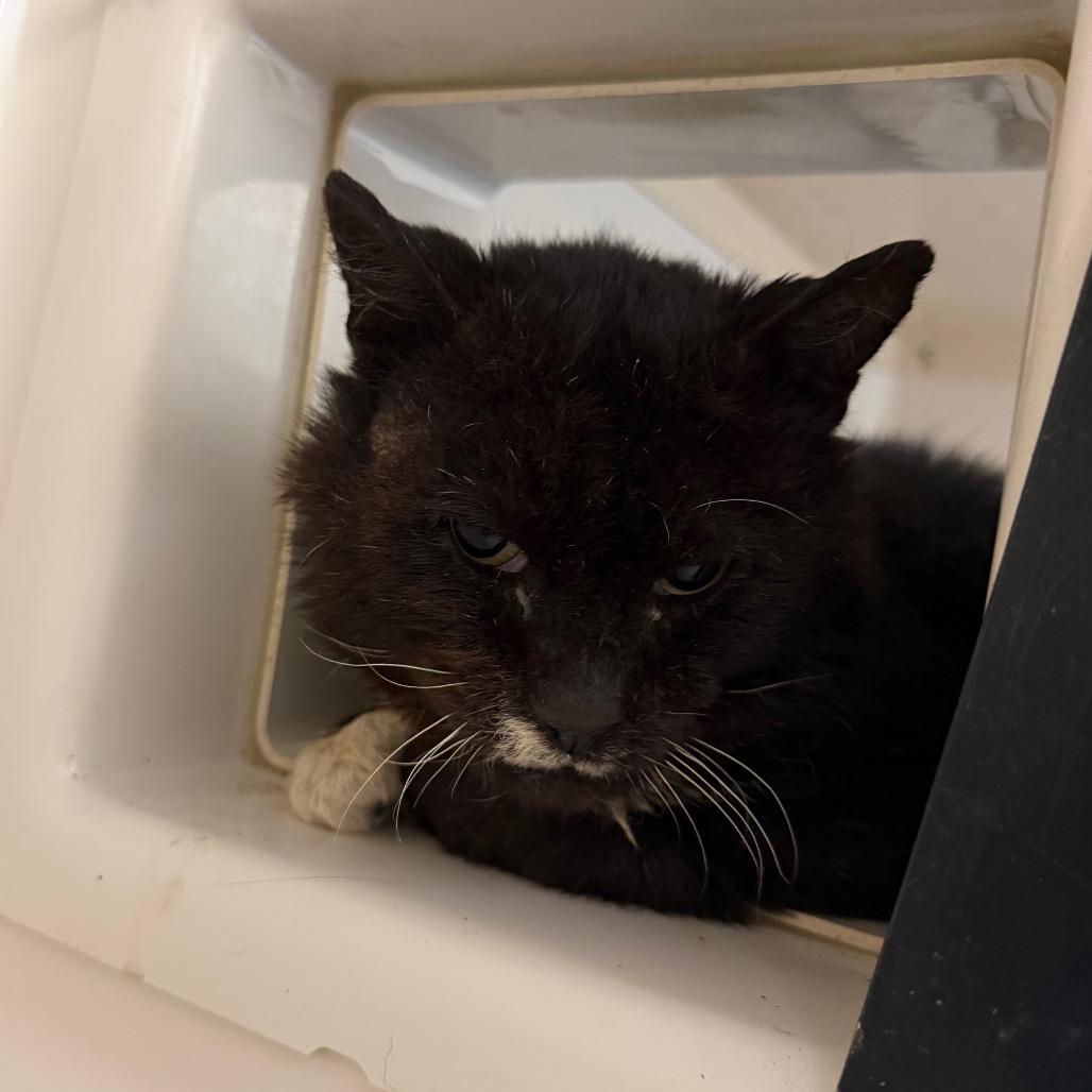 Enlarge Mouse, a Adoptable Domestic Short Hair in Watertown, NY image 2/3