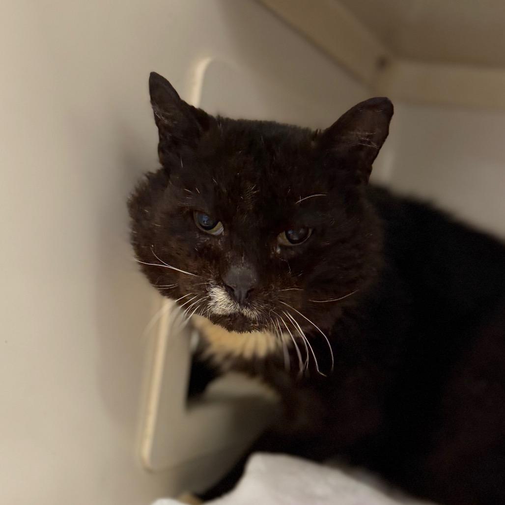 Enlarge Mouse, a Adoptable Domestic Short Hair in Watertown, NY image 3/3