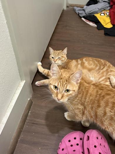 Copper — thumbnail 3