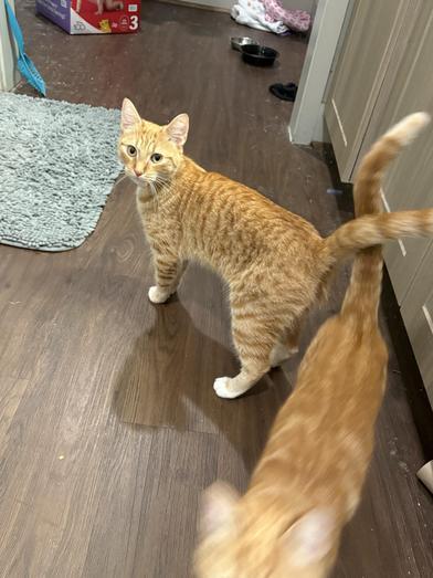 Copper — thumbnail 5