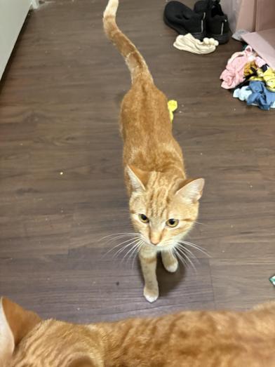 Copper — thumbnail 6