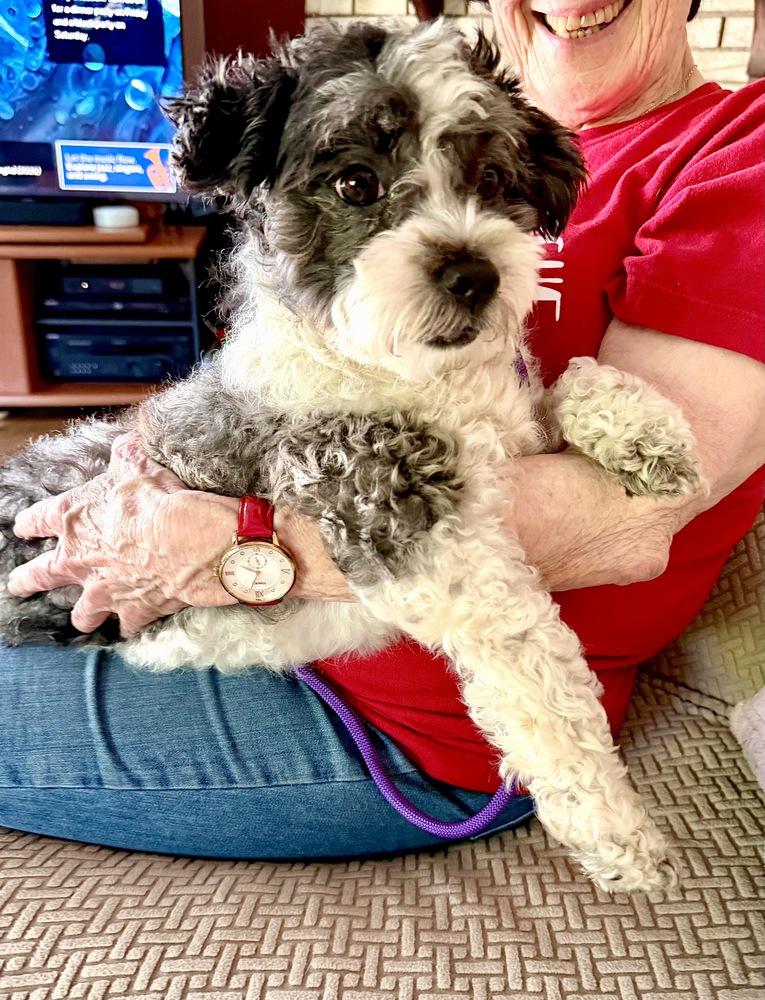Enlarge Chico, a Adoptable mixed breed in Greenlawn, NY image 4/6