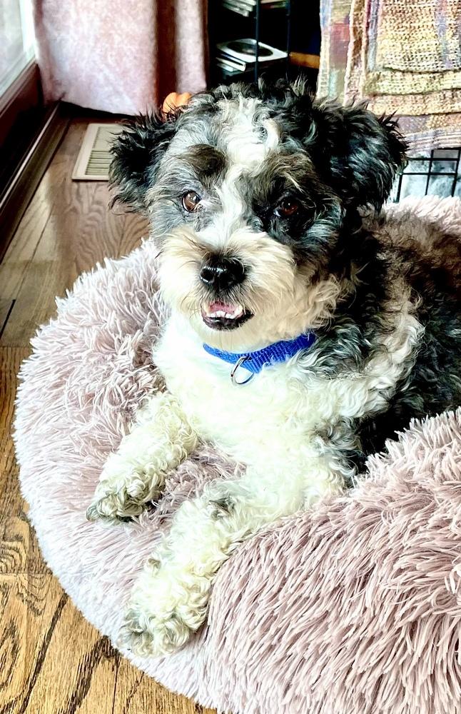 Enlarge Chico, a Adoptable mixed breed in Greenlawn, NY image 6/6