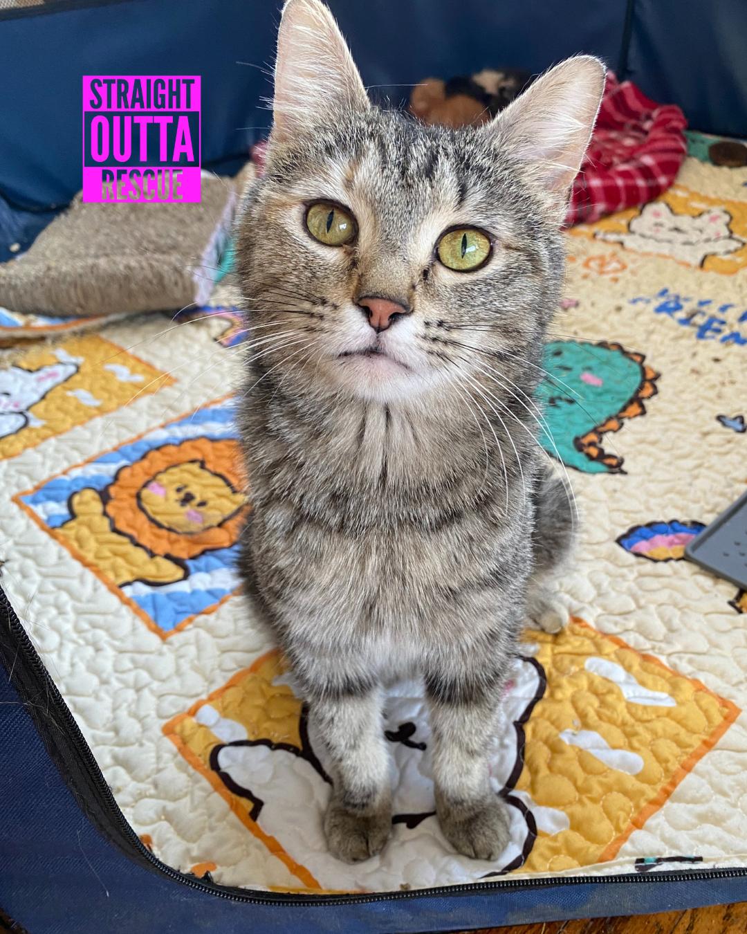 Professor McGonagall, an adoptable Tabby in Vancouver, BC, V6K 1P8 | Photo Image 3