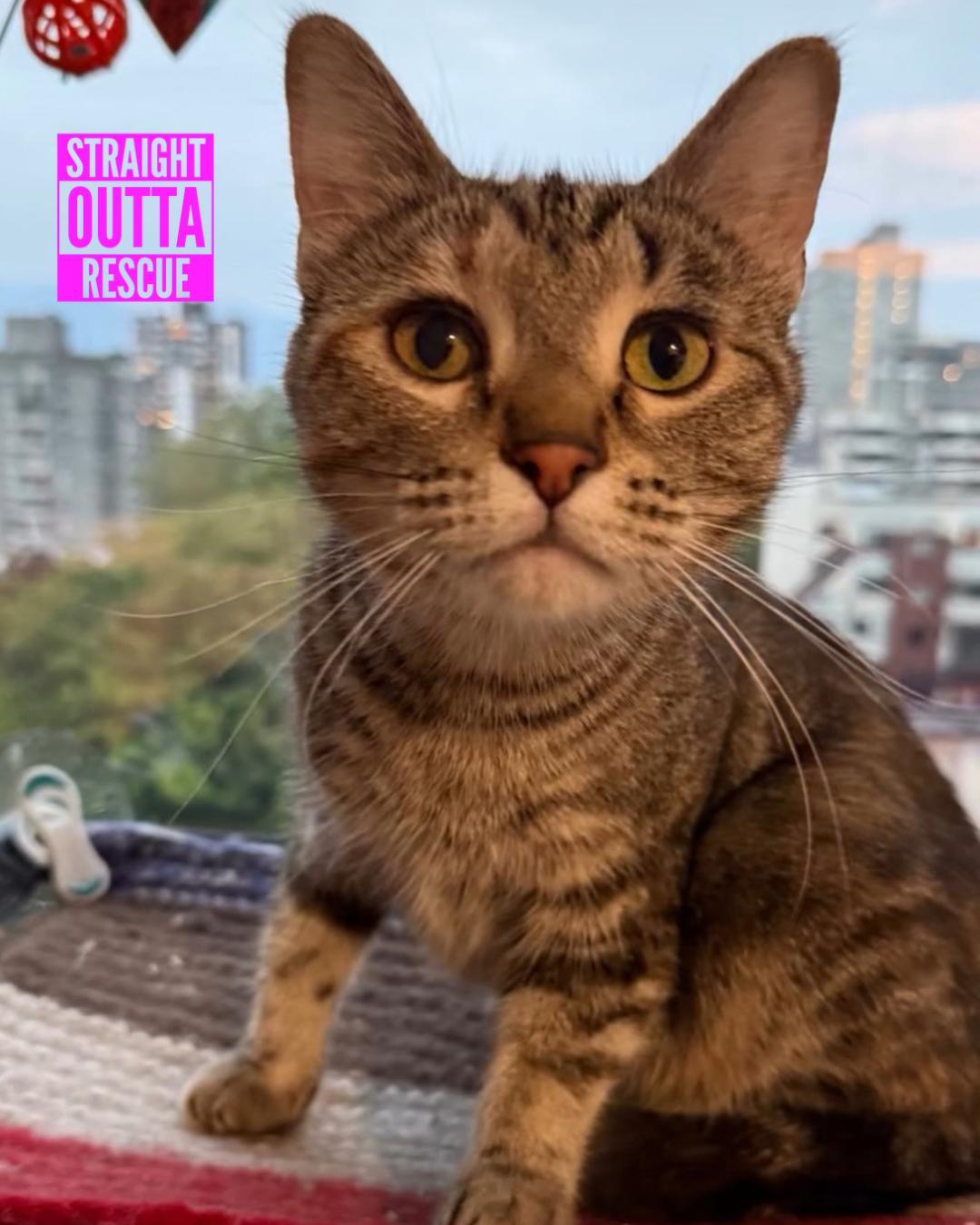 Professor McGonagall, an adoptable Tabby in Vancouver, BC, V6K 1P8 | Photo Image 1