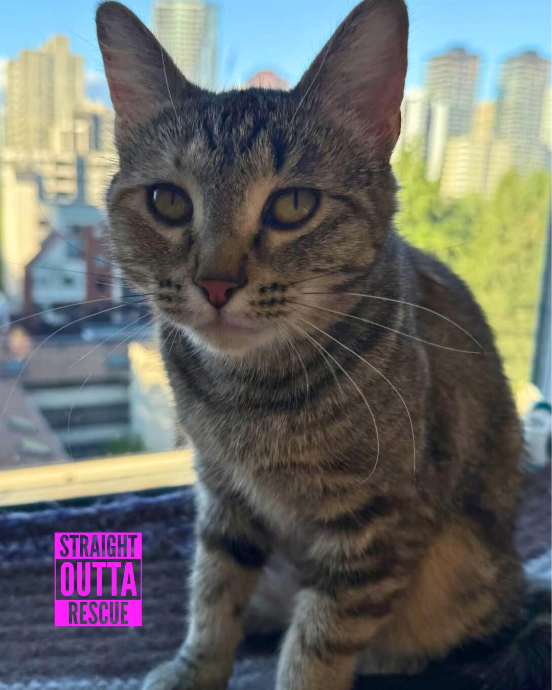 Professor McGonagall, an adoptable Tabby in Vancouver, BC, V6K 1P8 | Photo Image 1