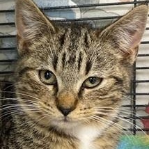 Quinn, adopted, Young Male Domestic Short Hair.