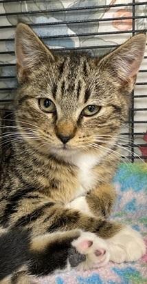 Quinn, an adopted Domestic Short Hair in Ocean Isle Beach, NC image 2/2