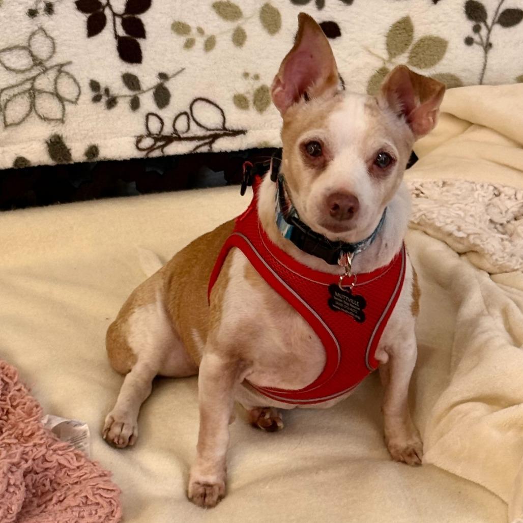 Jimmy Butler 13629, Adoptable, Senior Male Chihuahua.