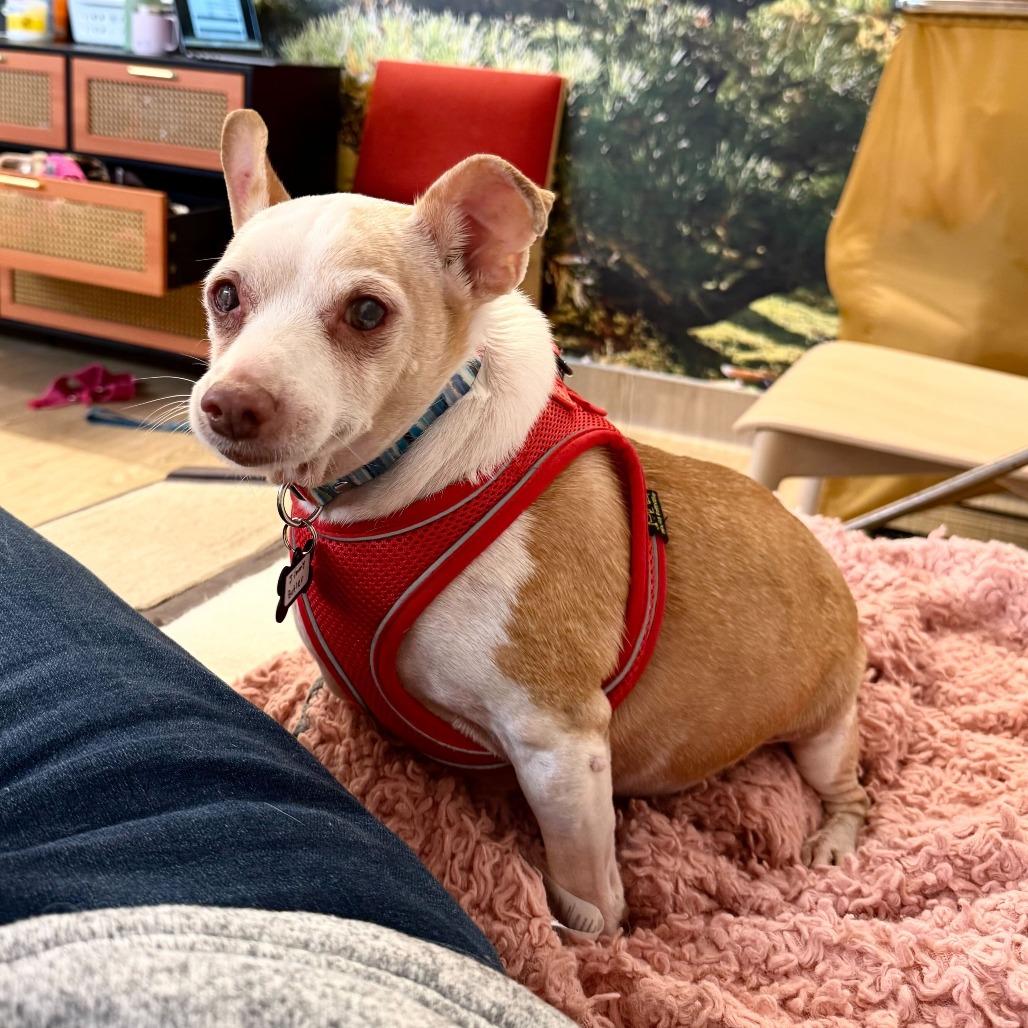 Enlarge Jimmy Butler 13629, a Adoptable Chihuahua in San Francisco, CA image 2/6