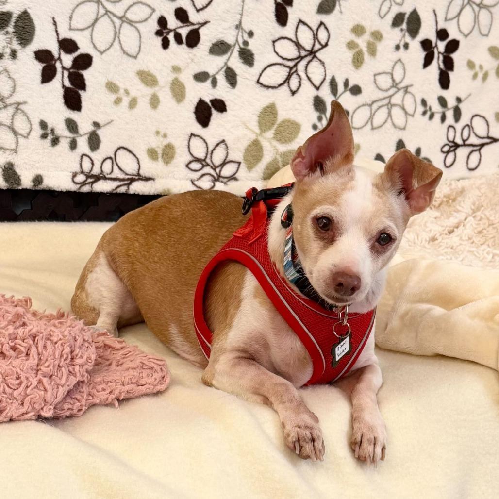Enlarge Jimmy Butler 13629, a Adoptable Chihuahua in San Francisco, CA image 3/6