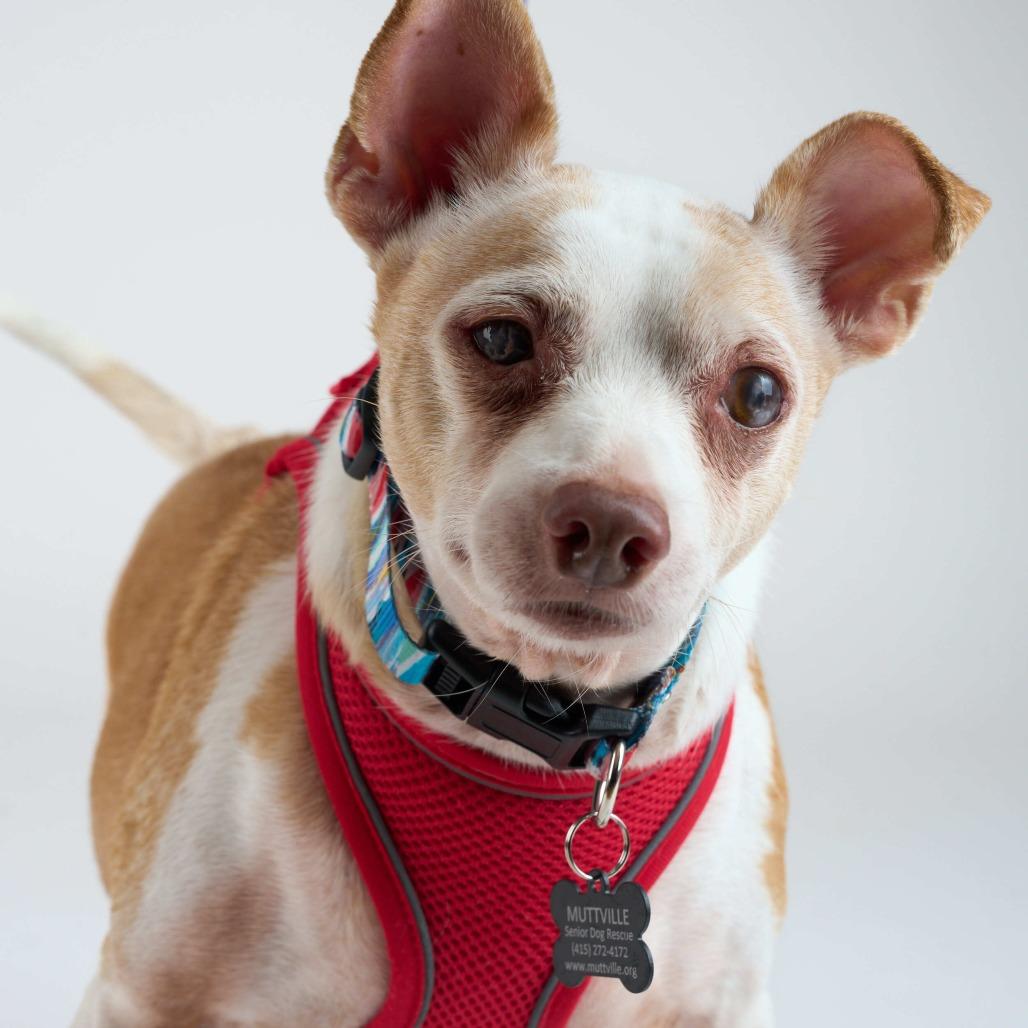 Enlarge Jimmy Butler 13629, a Adoptable Chihuahua in San Francisco, CA image 4/6