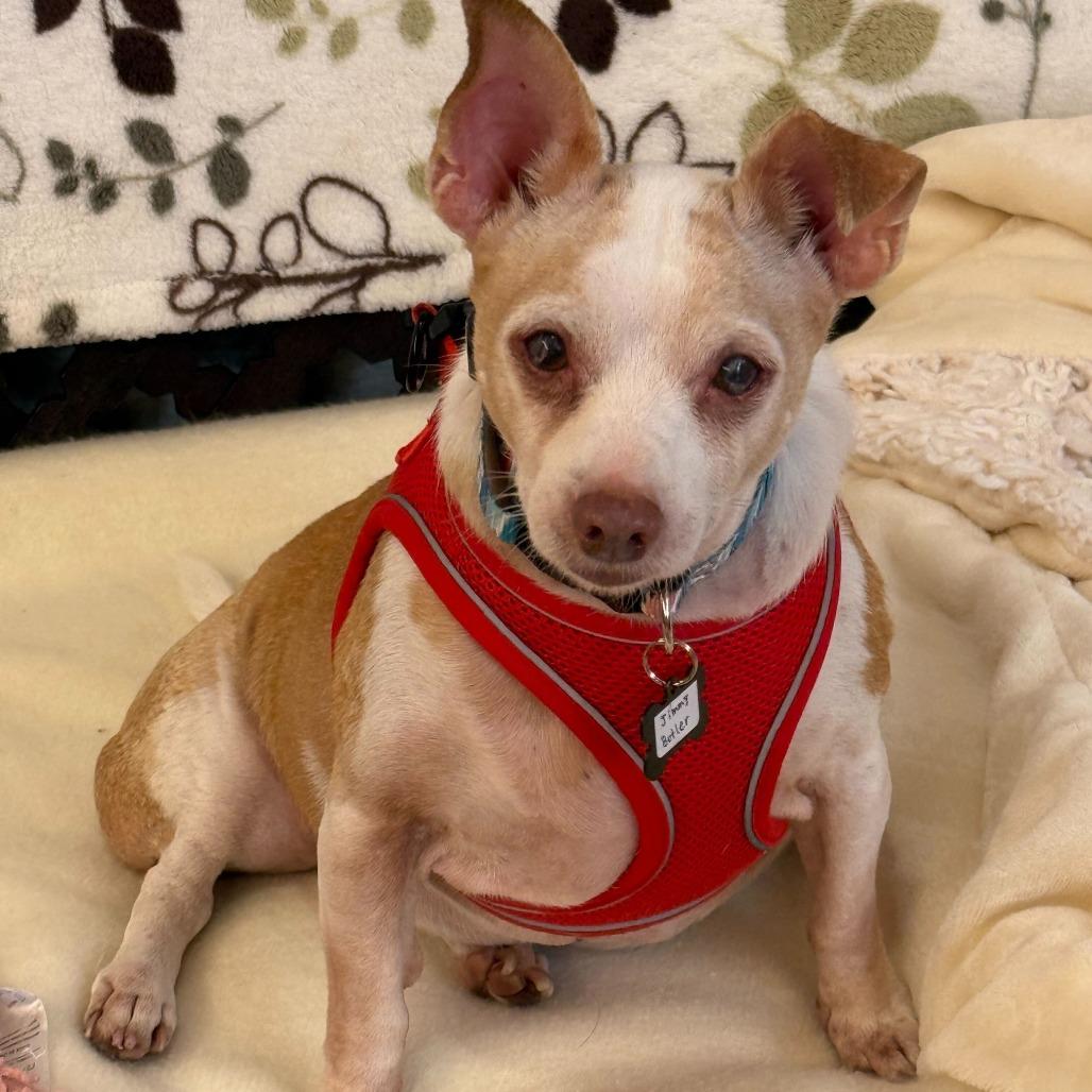 Enlarge Jimmy Butler 13629, a Adoptable Chihuahua in San Francisco, CA image 5/6