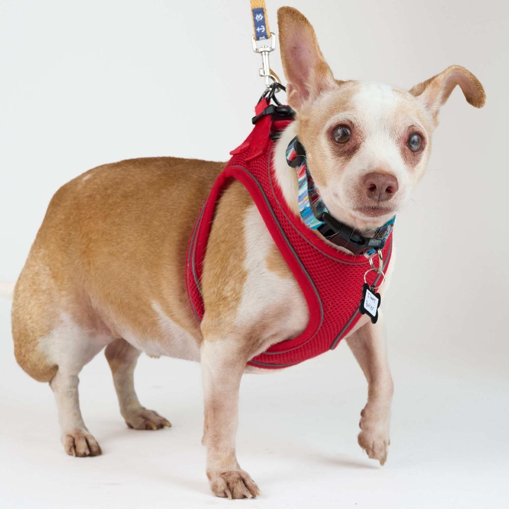 Enlarge Jimmy Butler 13629, a Adoptable Chihuahua in San Francisco, CA image 6/6