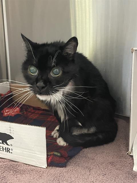 Enlarge GYPSY, a Adoptable Domestic Short Hair in Tucson, AZ image 1/1