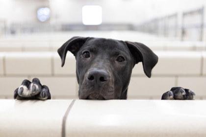 Laika, Adoptable, Adult Female Pit Bull Terrier & Mixed Breed.