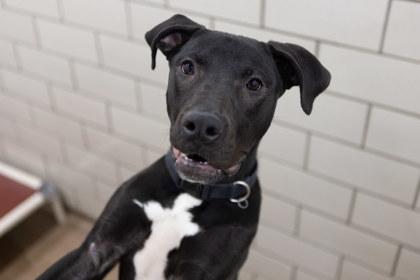 Enlarge Laika, a Adoptable mixed breed in Golden Valley, MN image 2/3