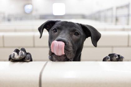 Enlarge Laika, a Adoptable mixed breed in Golden Valley, MN image 3/3