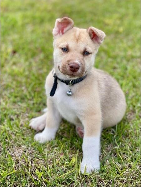 Enlarge Mini, a ADOPTABLE mixed breed in Miami, FL image 3/4