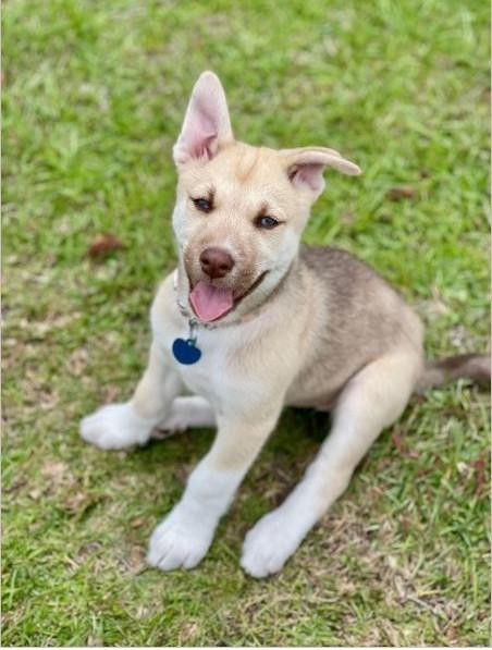 Mini, ADOPTABLE, Puppy Female Husky & Shepherd.