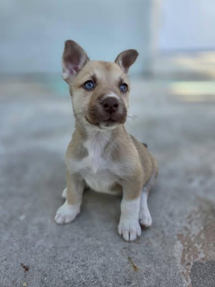Mini, ADOPTABLE, Puppy Female Husky & Shepherd.