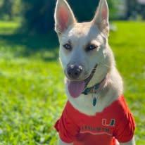 Enlarge Mini, a ADOPTABLE mixed breed in Miami, FL image 2/5