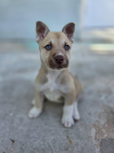 Enlarge Mini, a ADOPTABLE mixed breed in Miami, FL image 4/4