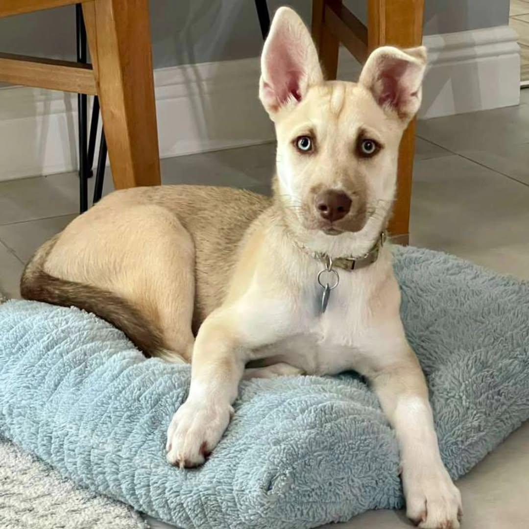 Mini, a ADOPTABLE mixed breed in Miami, FL image 1/6