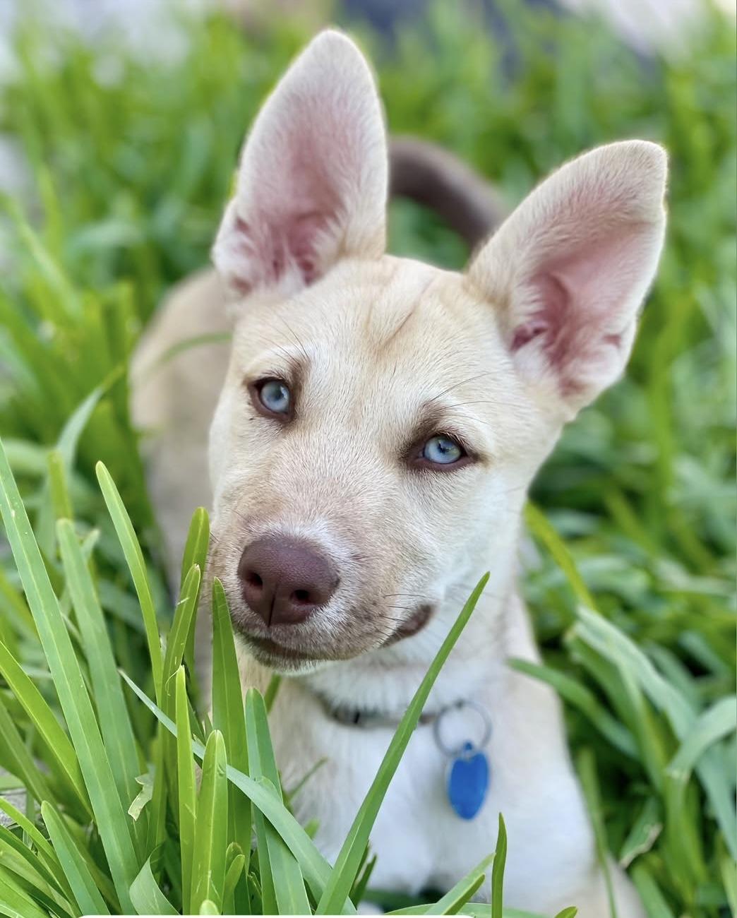 Mini, a ADOPTABLE mixed breed in Miami, FL image 2/6