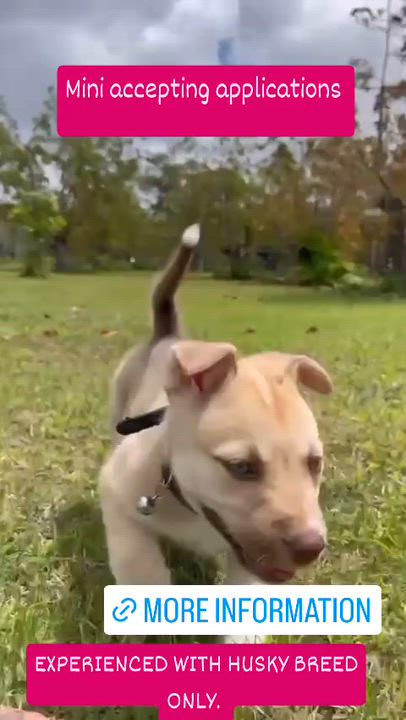 Enlarge Mini, a ADOPTABLE mixed breed in Miami, FL video 2/4