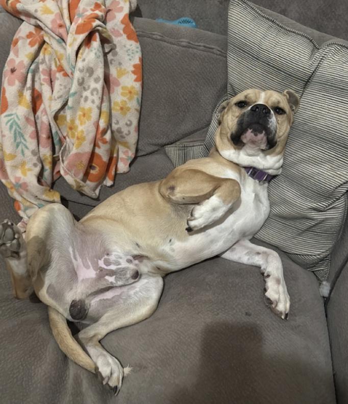 Zane : The Chill Guy