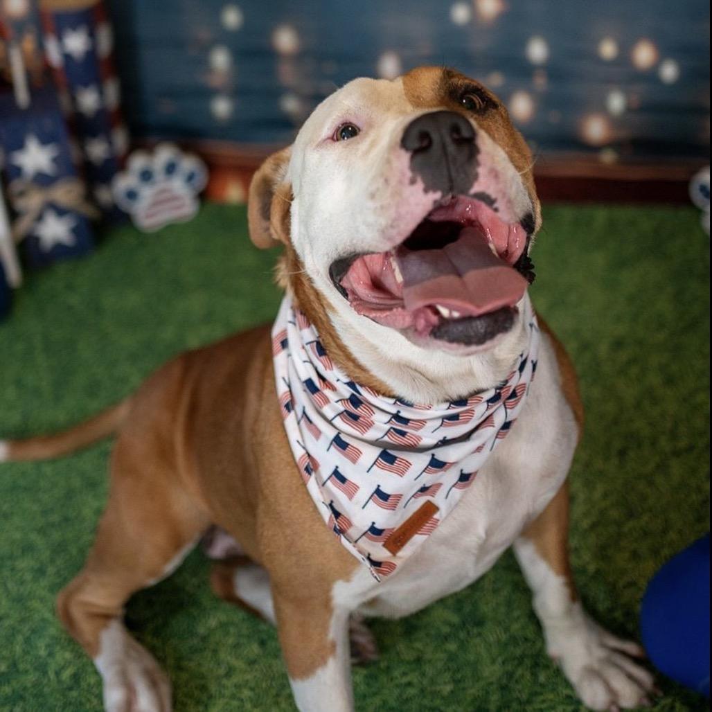 Dolly, a Adoptable mixed breed in Aberdeen, NC image 1/6