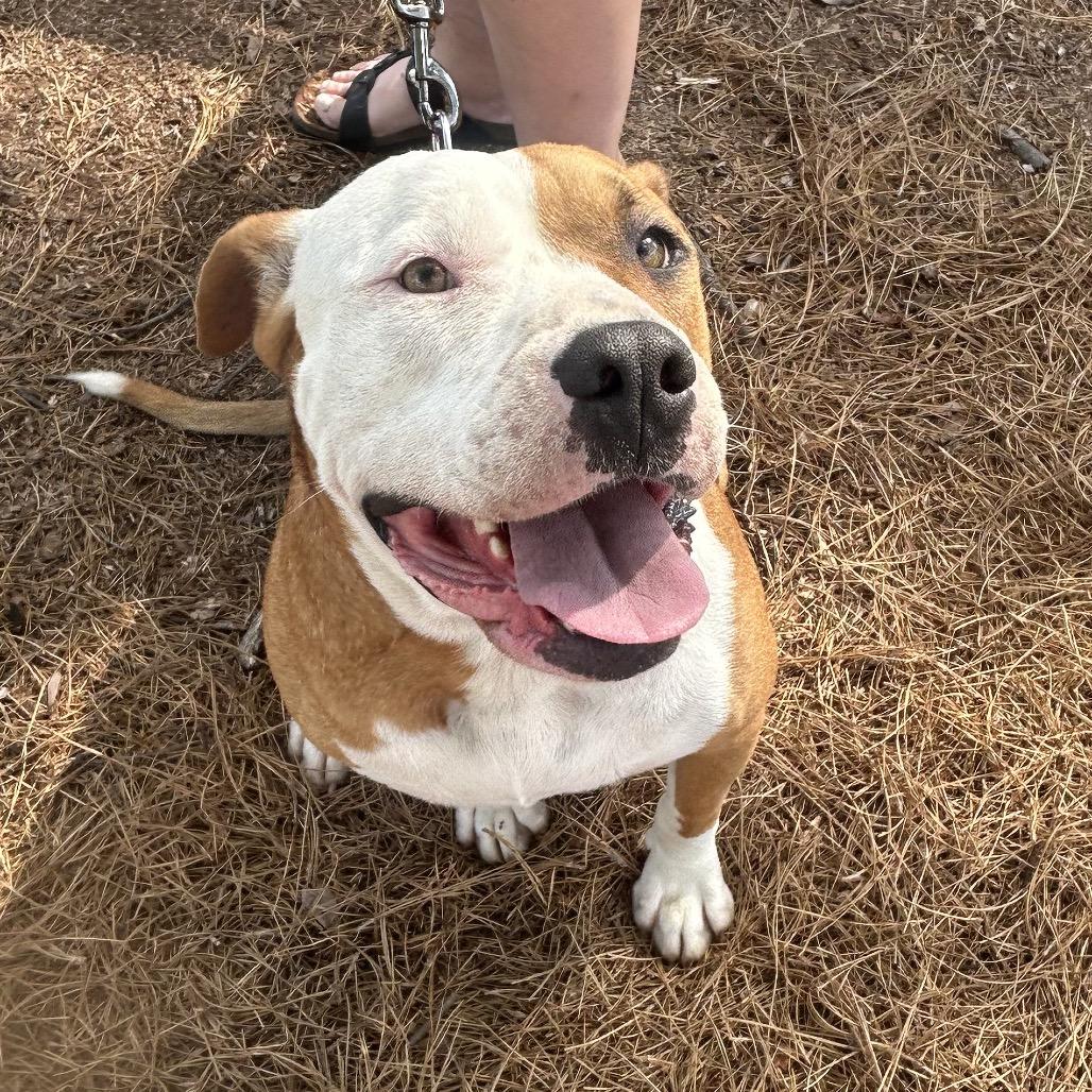 Dolly, a Adoptable mixed breed in Aberdeen, NC image 2/6