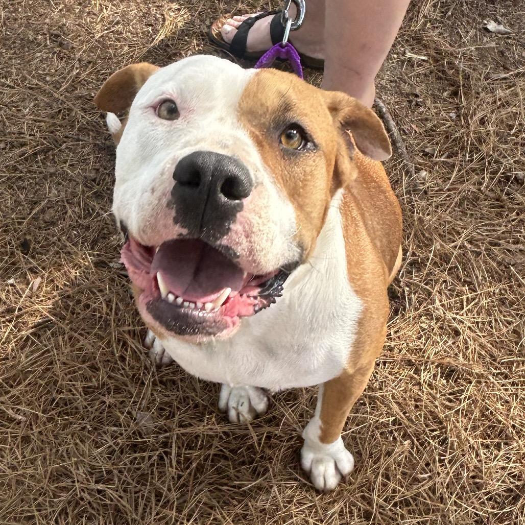 Dolly, a Adoptable mixed breed in Aberdeen, NC image 3/6
